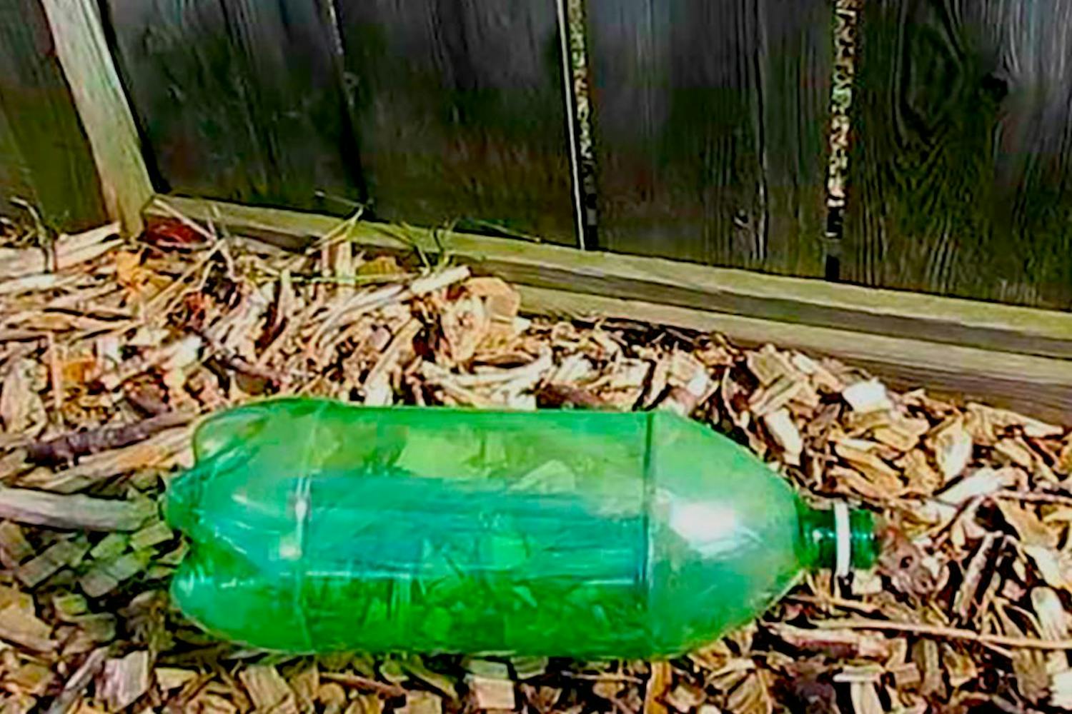 Eläinystävällinen hiirenloukku Itse tehty hiirenloukku muovipullosta, jossa hiiri pysyy hengissä.